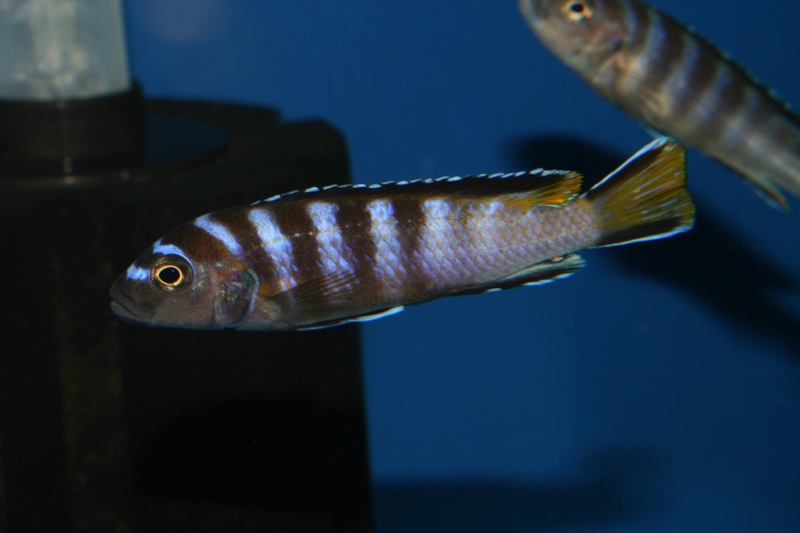 Maylandia sp. 'elongatus ngkuyo' Ngkuyo Island